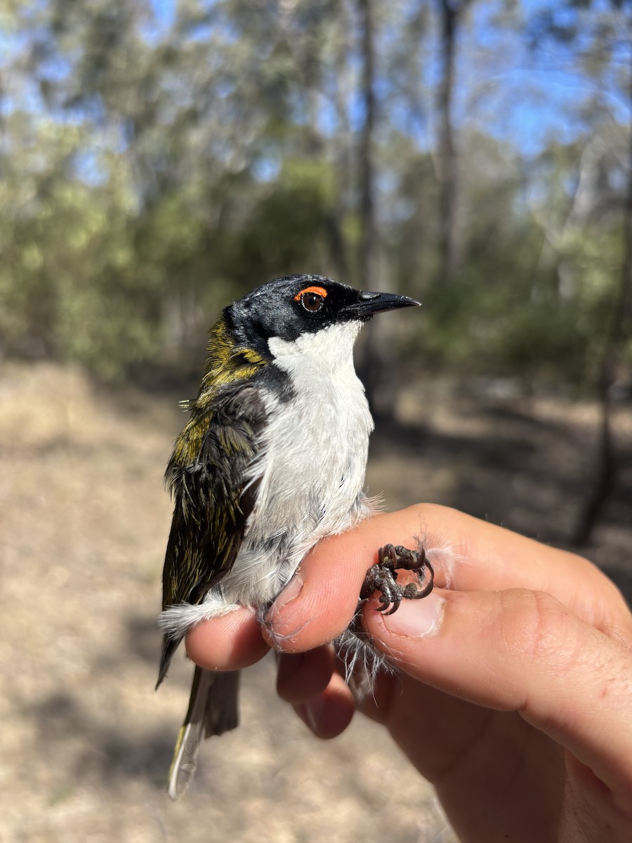 White-naped Honeyeater - ML643074495