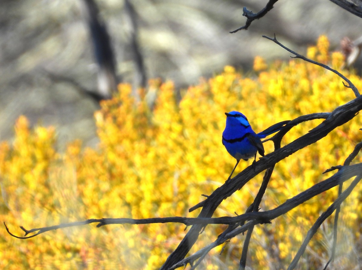 Splendid Fairywren - ML643074496