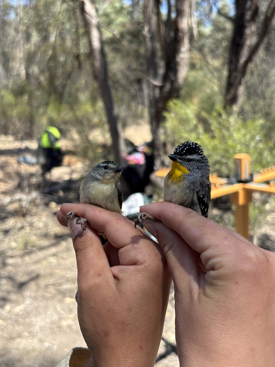 Spotted Pardalote - ML643074505