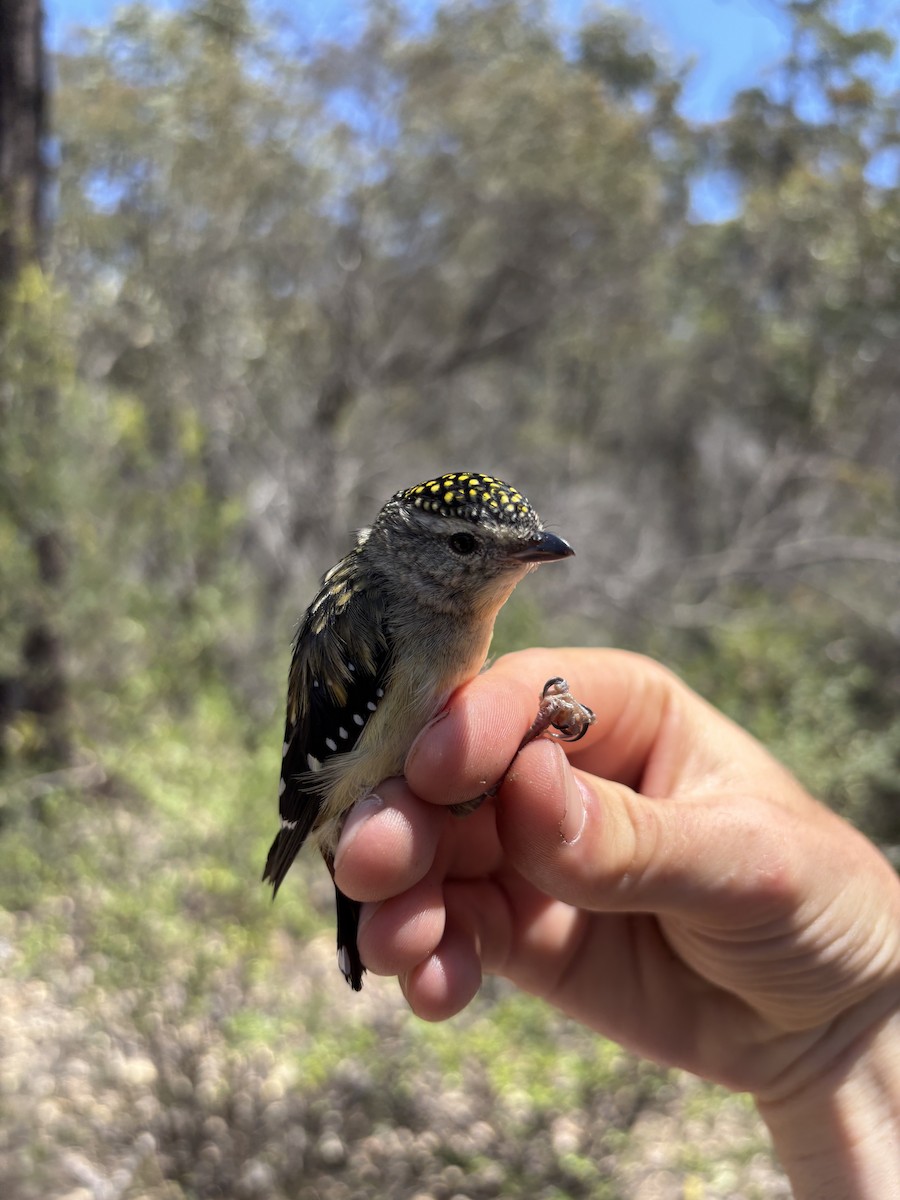 Spotted Pardalote - ML643074507