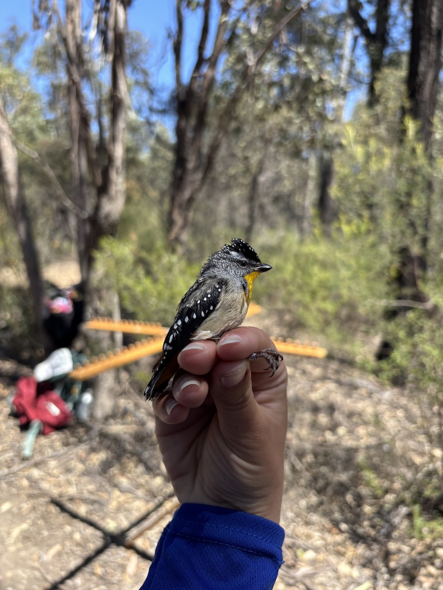 Spotted Pardalote - ML643074508