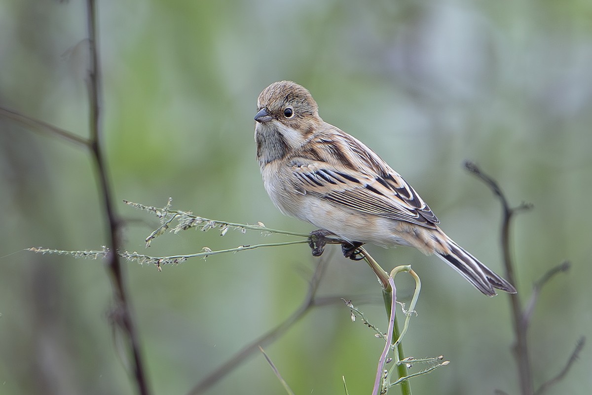 シベリアジュリン - ML643074514