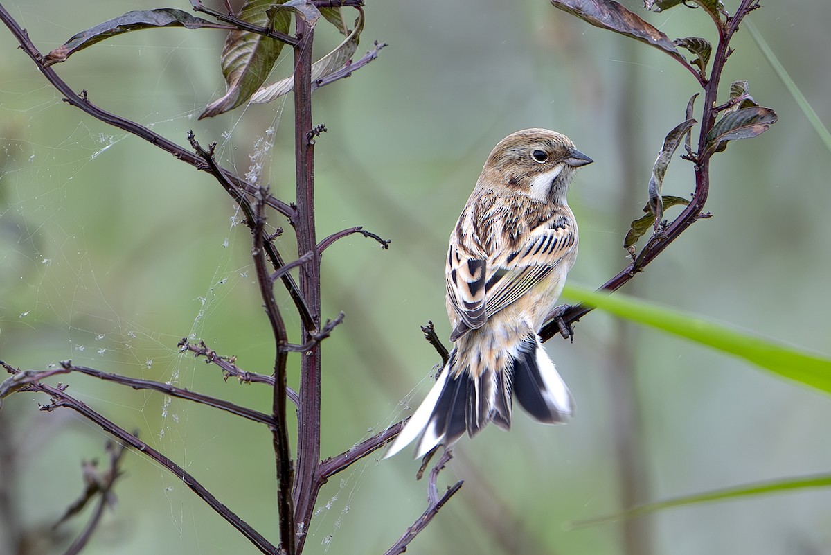シベリアジュリン - ML643074516