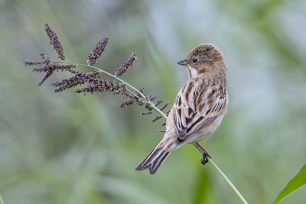 シベリアジュリン - ML643074517