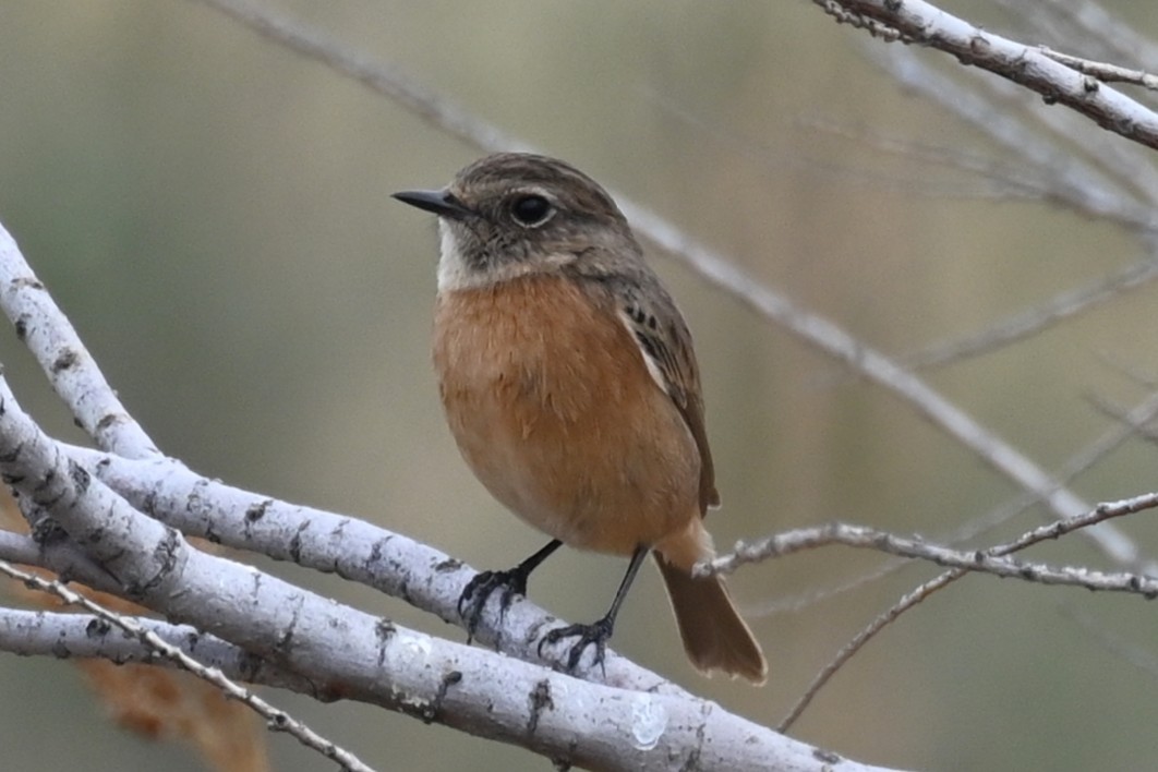 European Stonechat - ML643074605