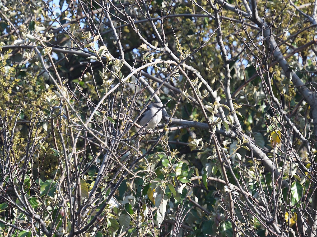 Daurian Starling - ML643074615