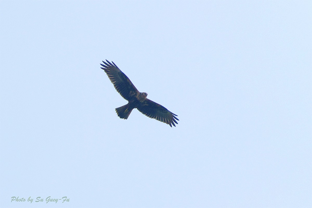 Eastern Marsh Harrier - ML643074632