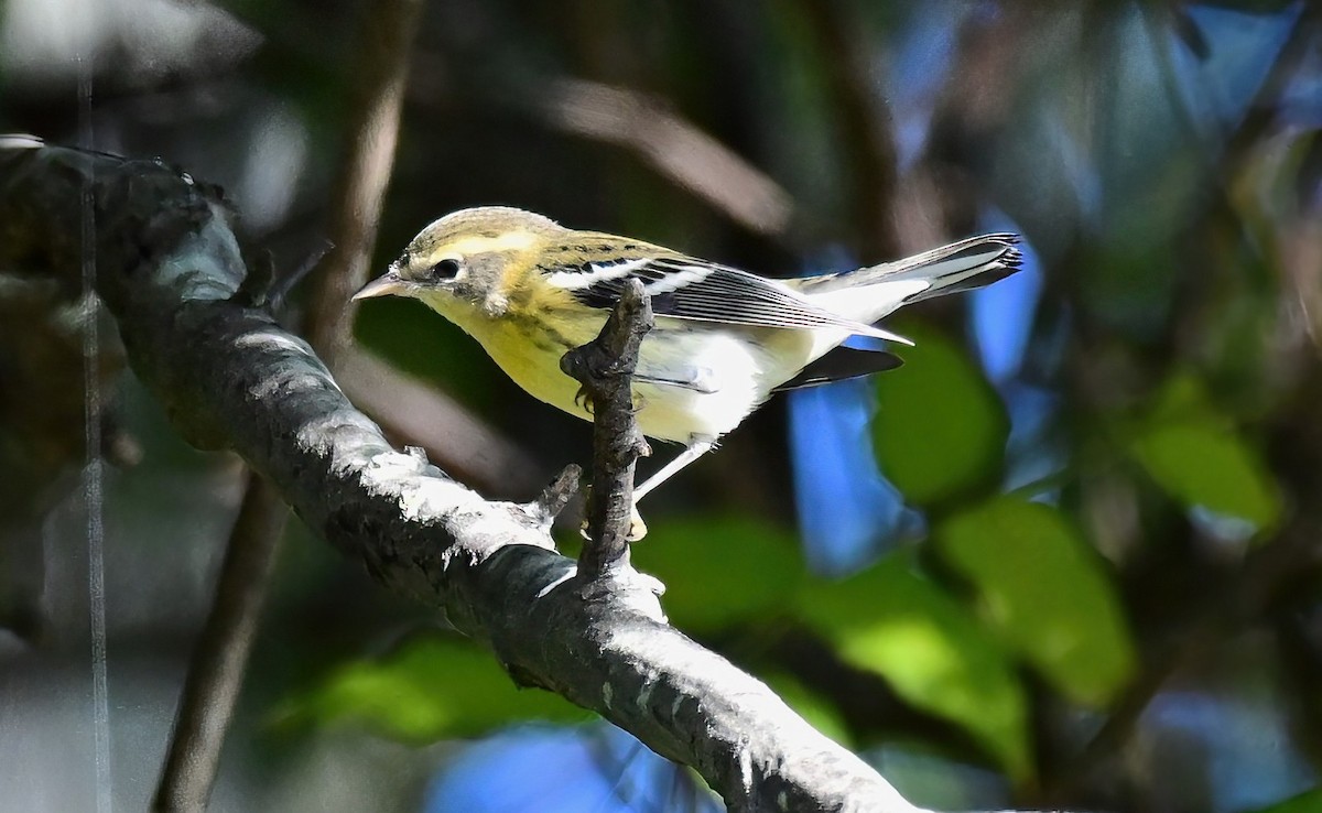Blackburnian Warbler - ML643074640