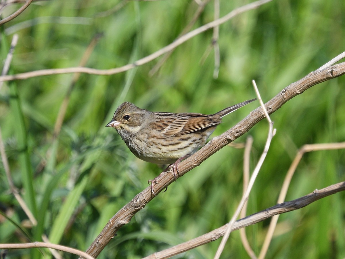 Black-faced Bunting - ML643074645
