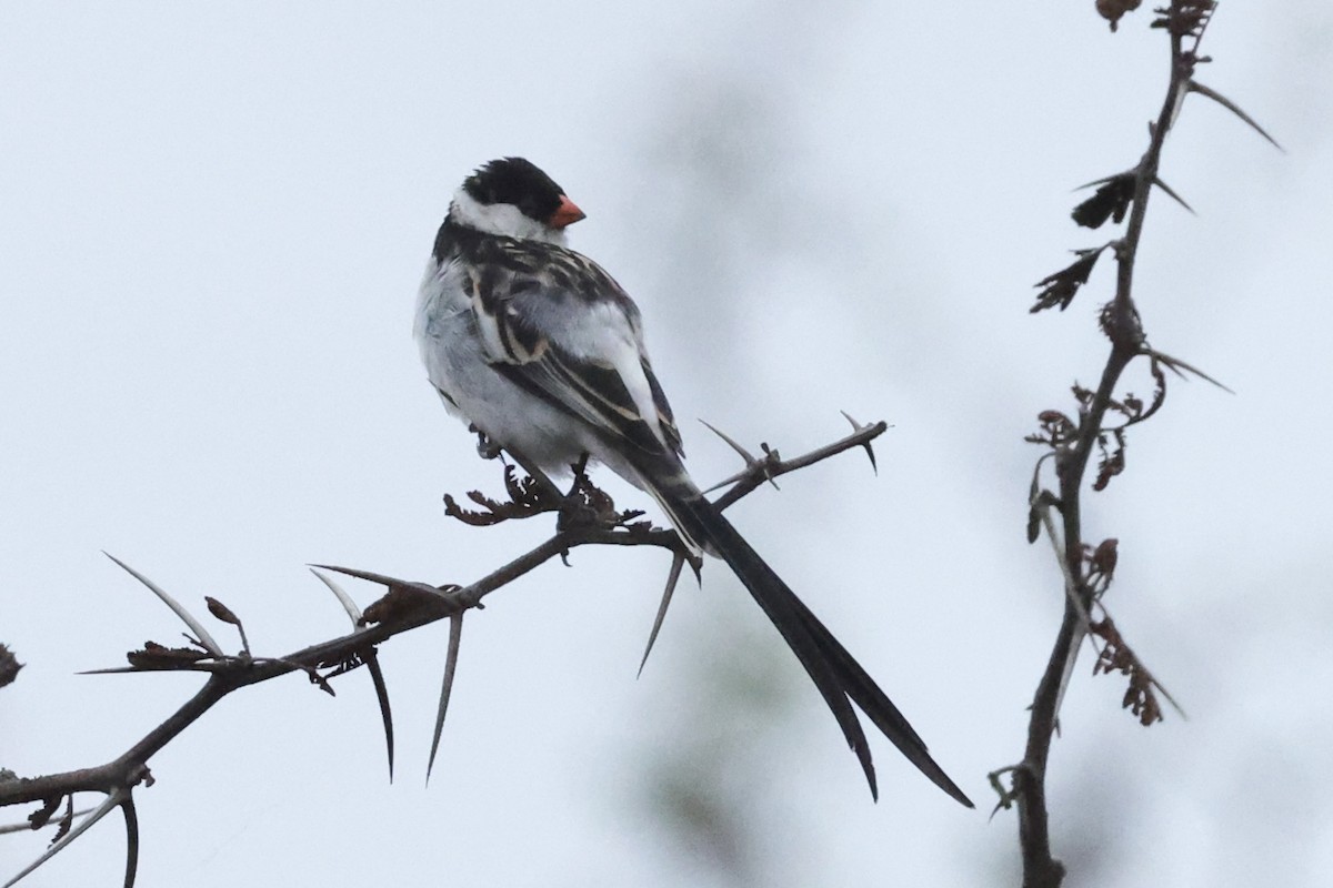 Pin-tailed Whydah - ML643074646