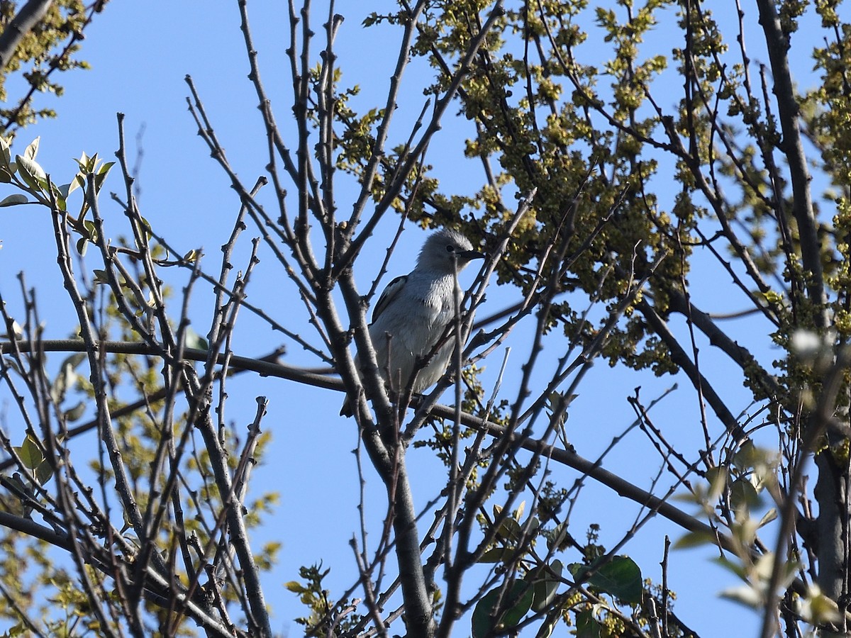 Daurian Starling - ML643074668