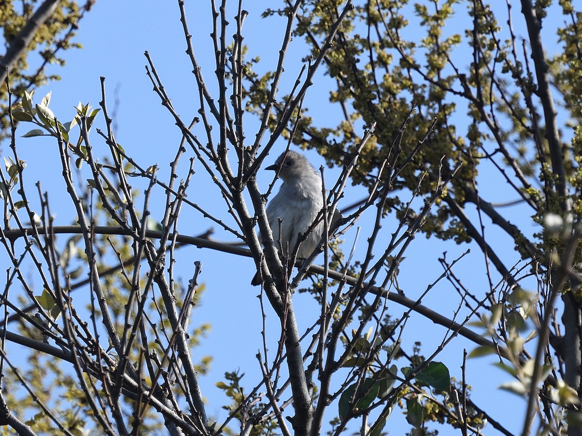 Daurian Starling - ML643074669