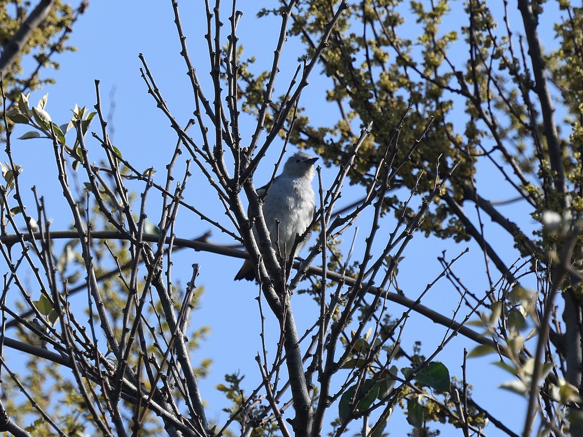 Daurian Starling - ML643074670
