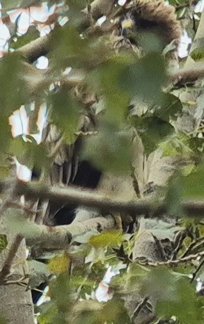 Booted Eagle - ML643074677