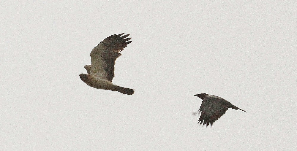 Booted Eagle - ML643074678