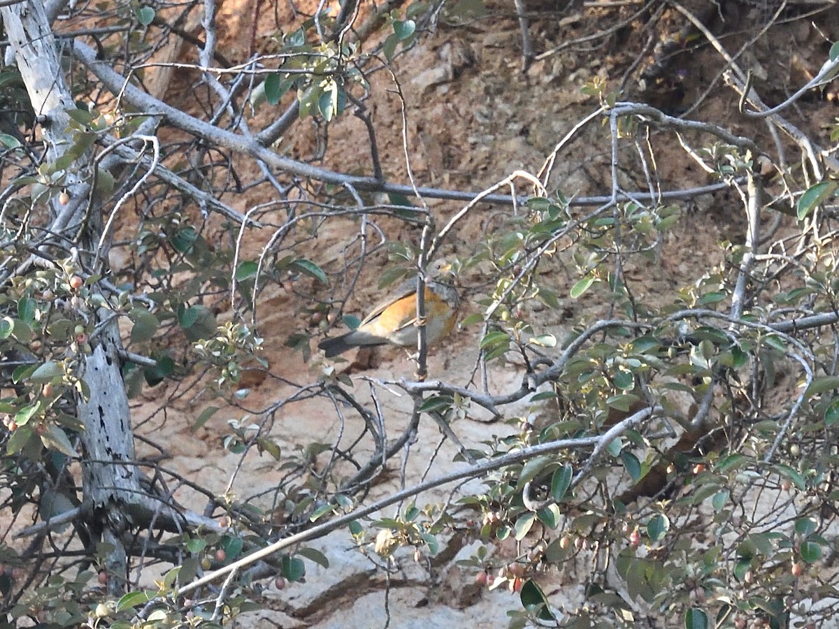 Gray-backed Thrush - ML643074682