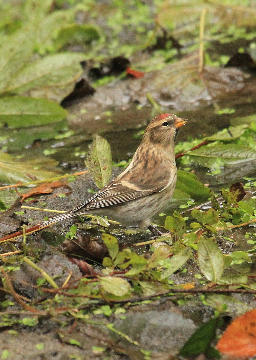 Redpoll (Lesser) - ML643074697