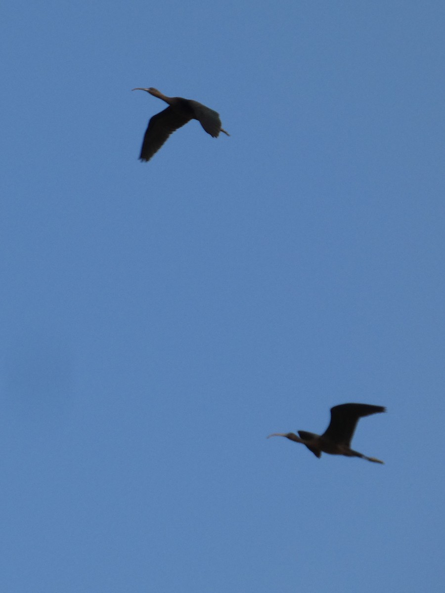 Glossy Ibis - ML643074700