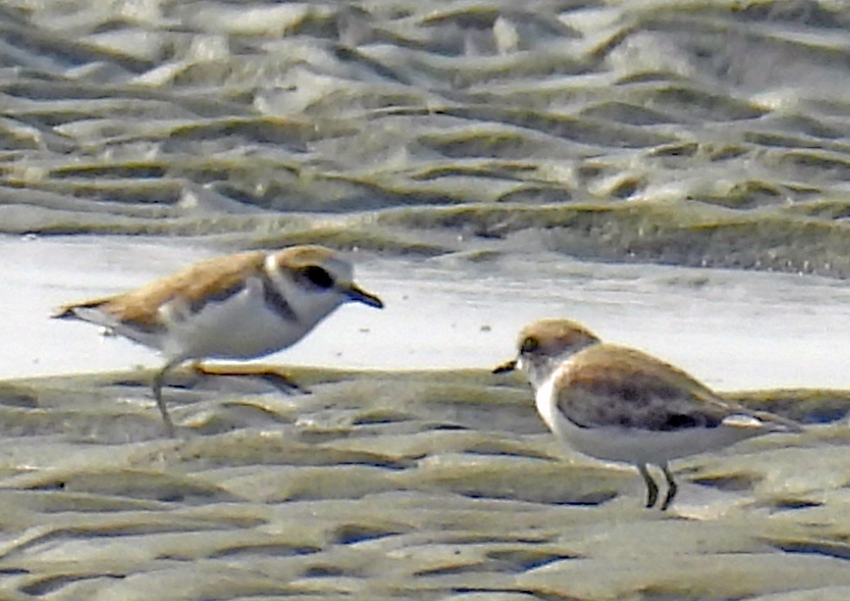 Kentish Plover - ML643074702