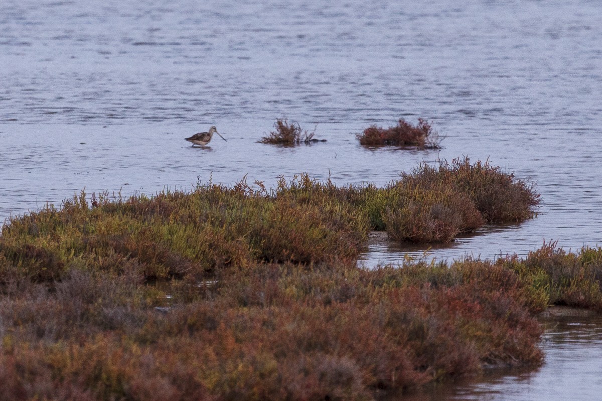 Black-tailed Godwit - ML643074703