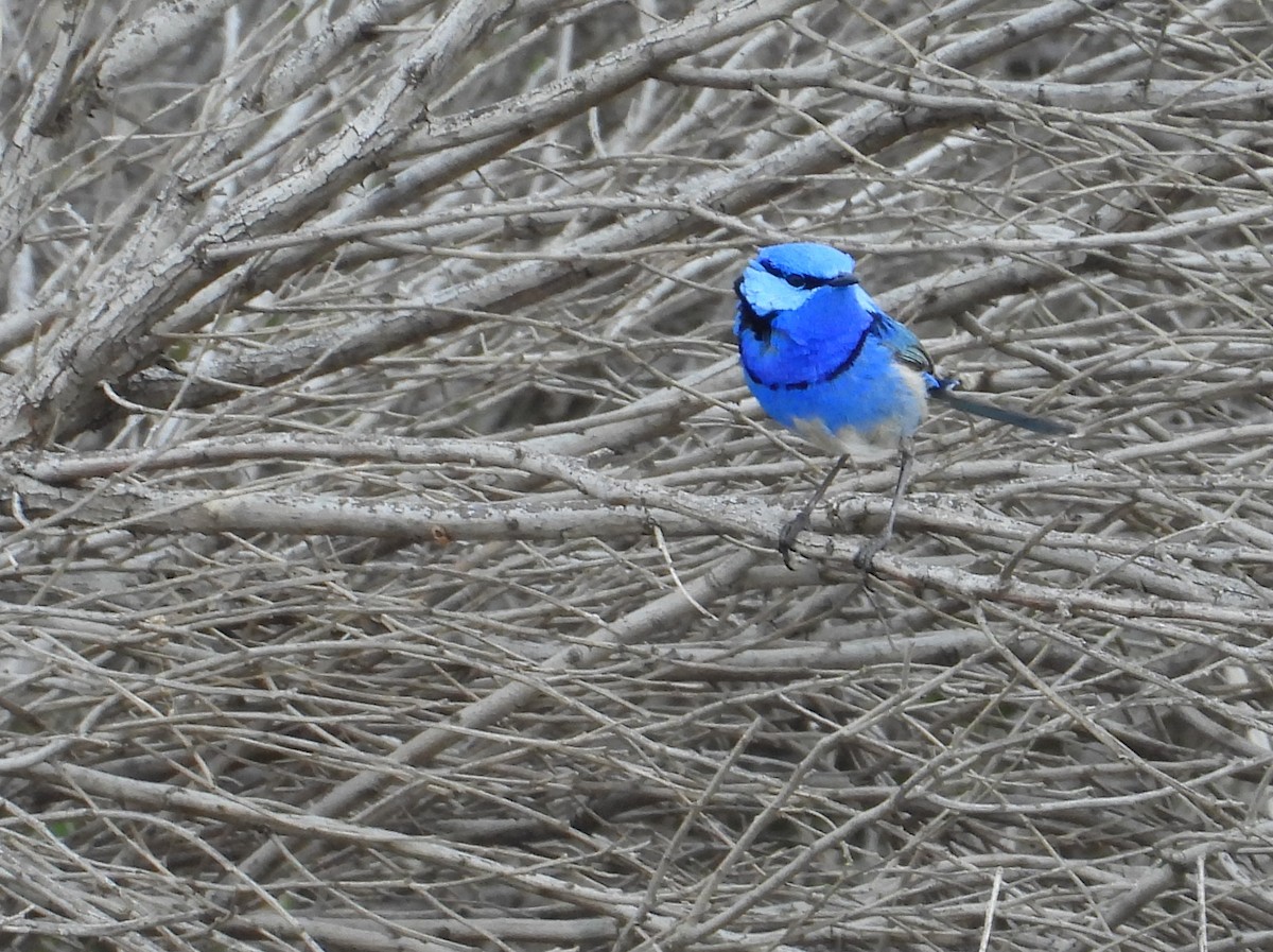 Splendid Fairywren - ML643074705