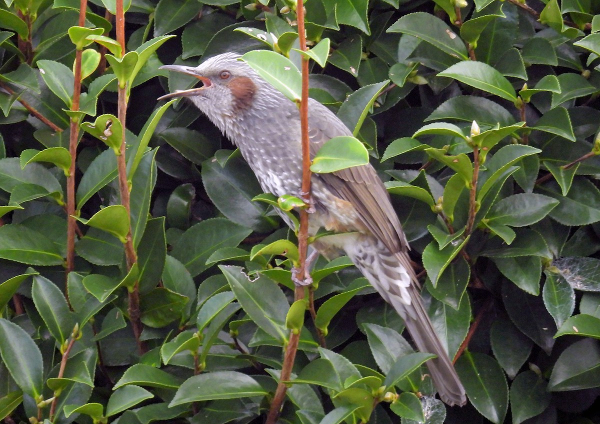 Brown-eared Bulbul - ML643074715