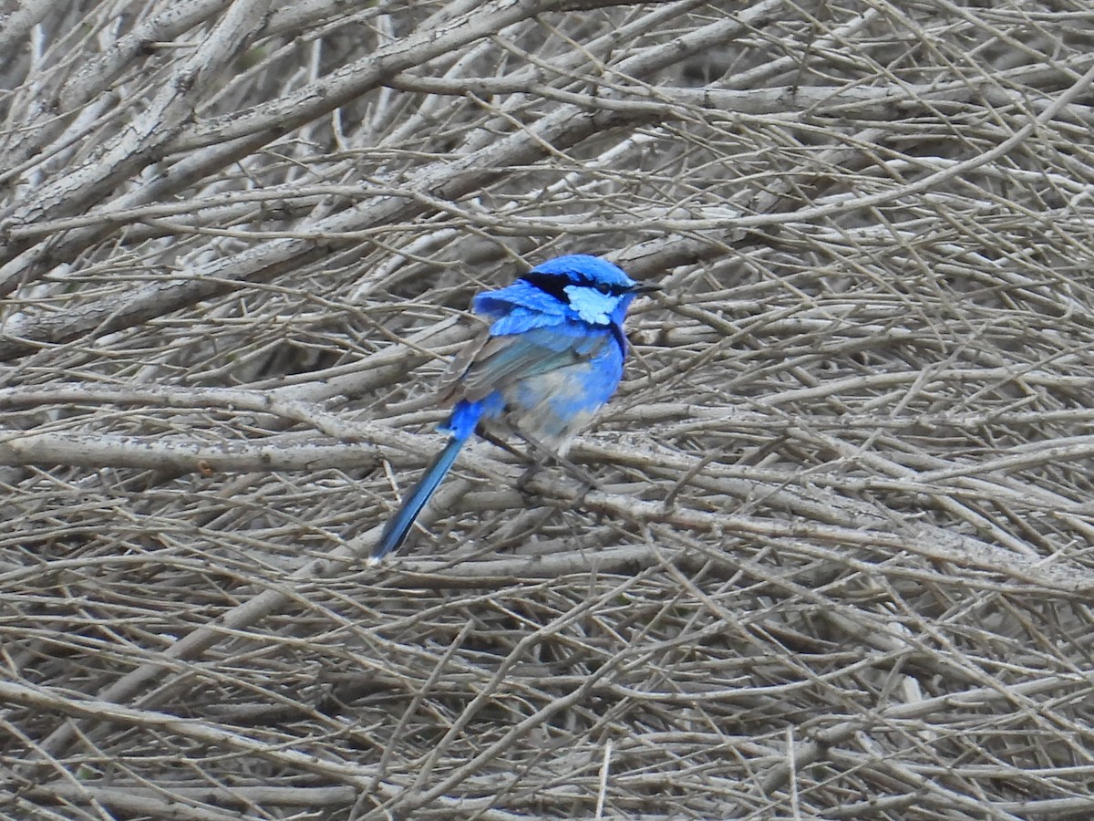 Splendid Fairywren - ML643074718
