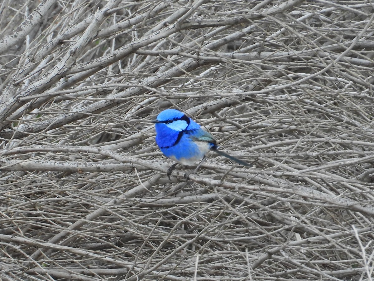 Splendid Fairywren - ML643074728
