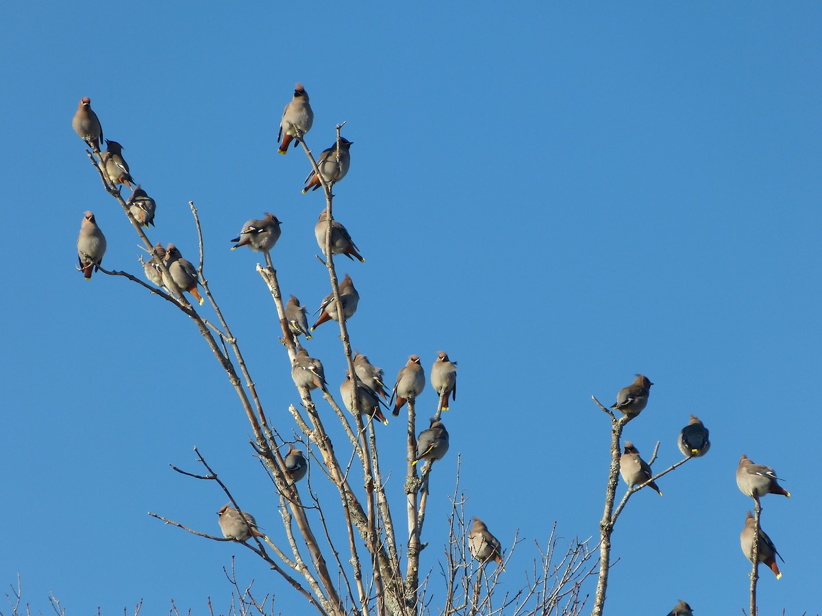 Bohemian Waxwing - ML643074742