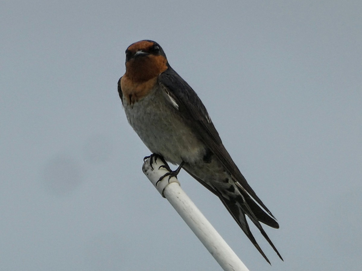 Welcome Swallow - ML643074750