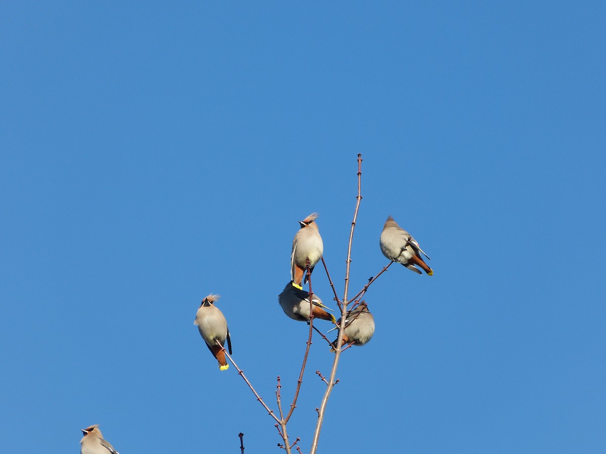 Bohemian Waxwing - ML643074758