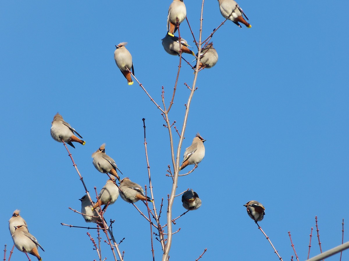 Bohemian Waxwing - ML643074760