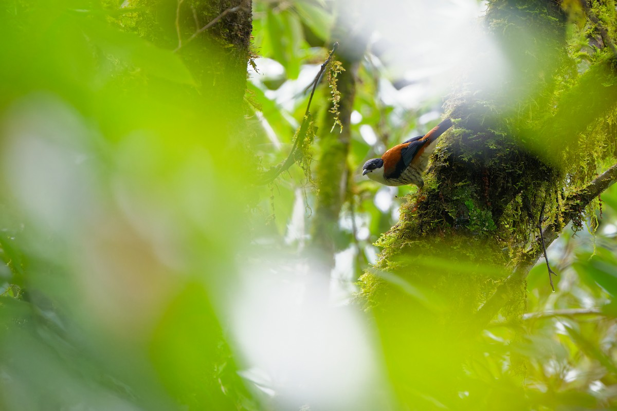 Himalaya Kutyası - ML643074761