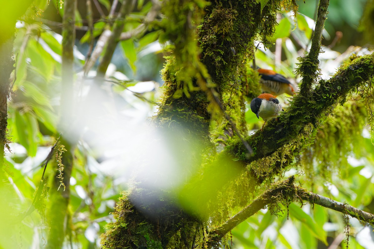 Himalaya Kutyası - ML643074762