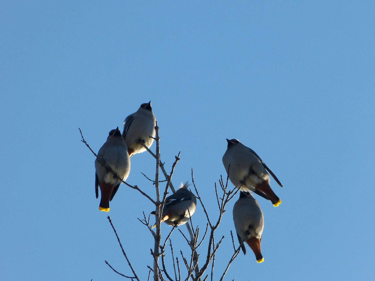 Bohemian Waxwing - ML643074774