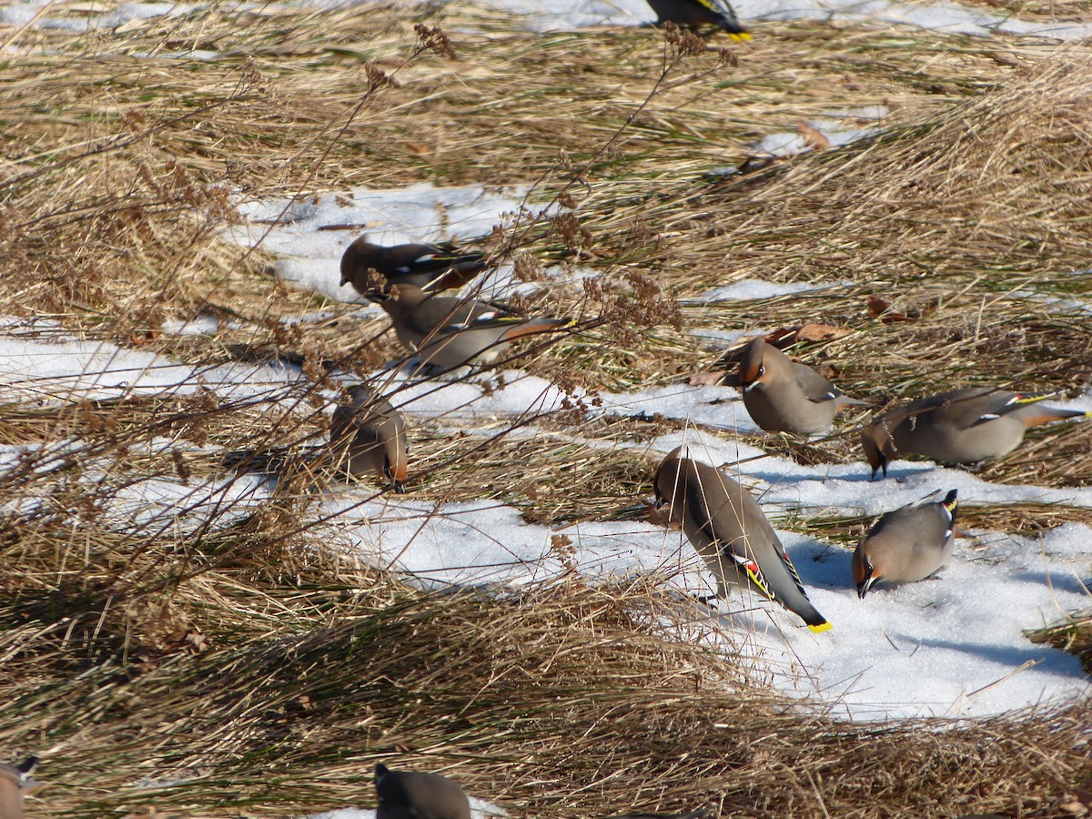 Bohemian Waxwing - ML643074780