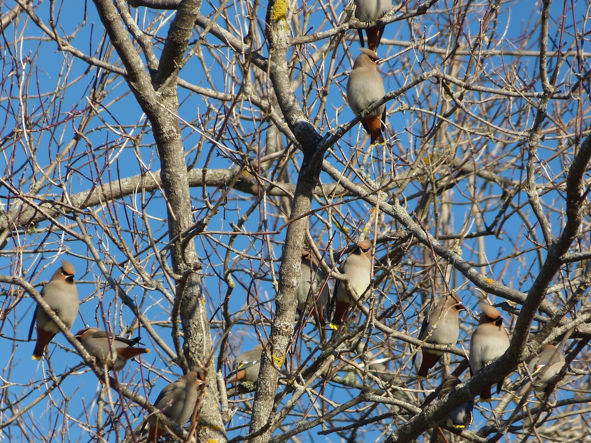 Bohemian Waxwing - ML643074783