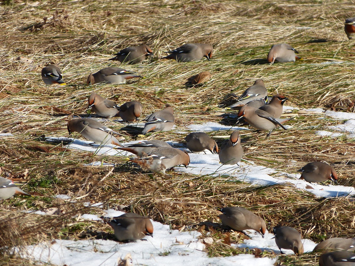 Bohemian Waxwing - ML643074784