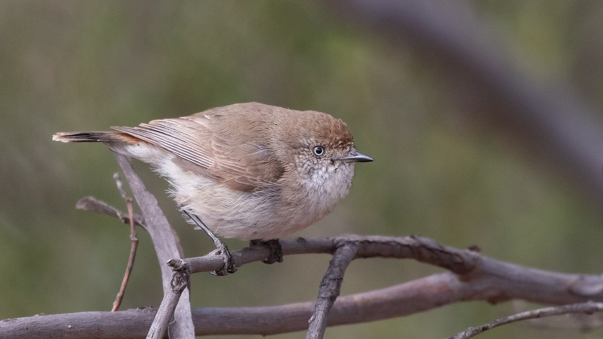 Chestnut-rumped Thornbill - ML643074801