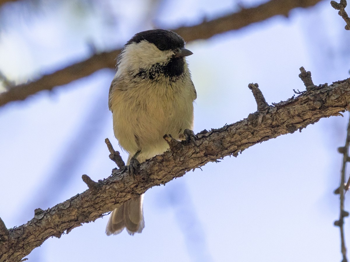 Willow Tit (Willow) - ML643074805