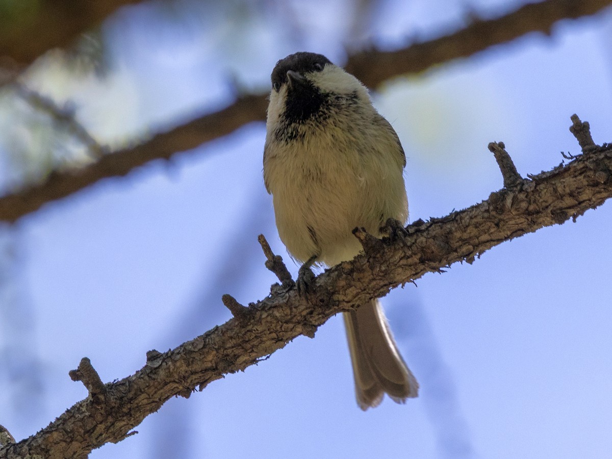 Willow Tit (Willow) - ML643074806