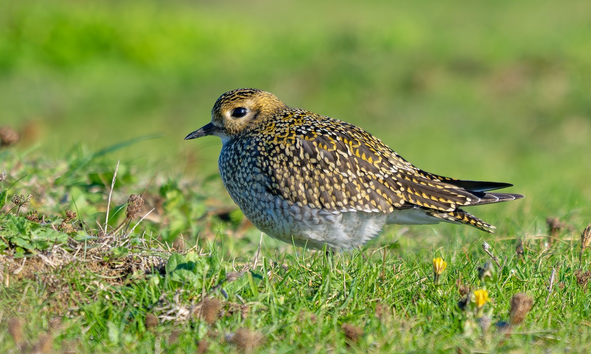 European Golden-Plover - ML643074819