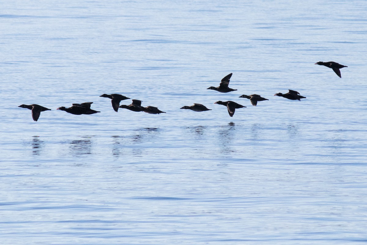 Surf Scoter - ML643074834