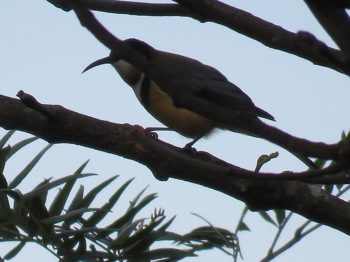 Eastern Spinebill - ML643074841