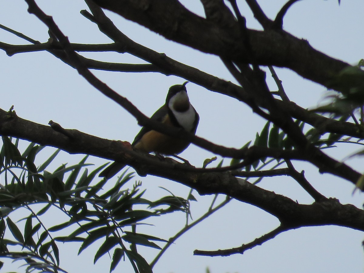 Eastern Spinebill - ML643074842
