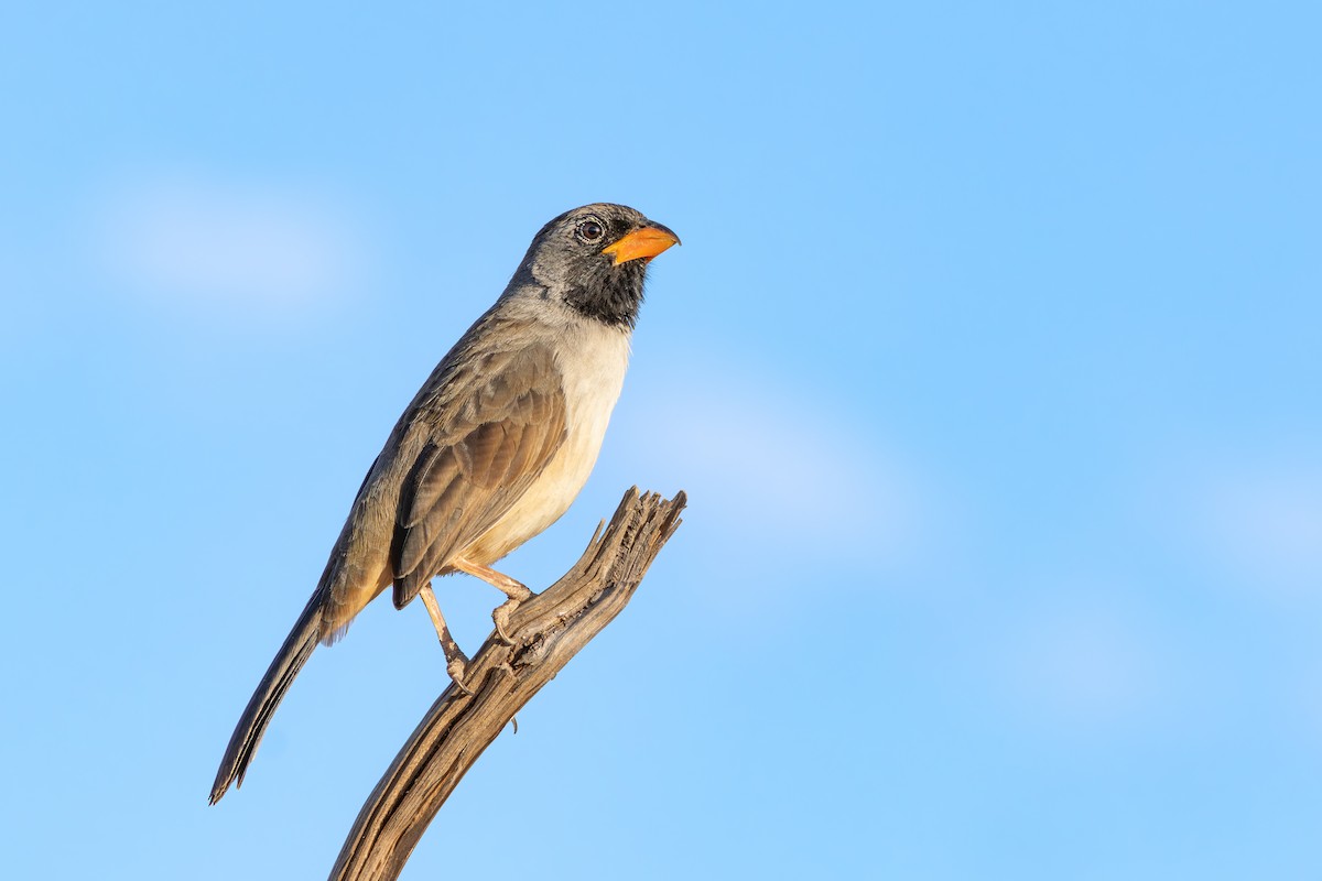 Black-throated Saltator - ML643074863