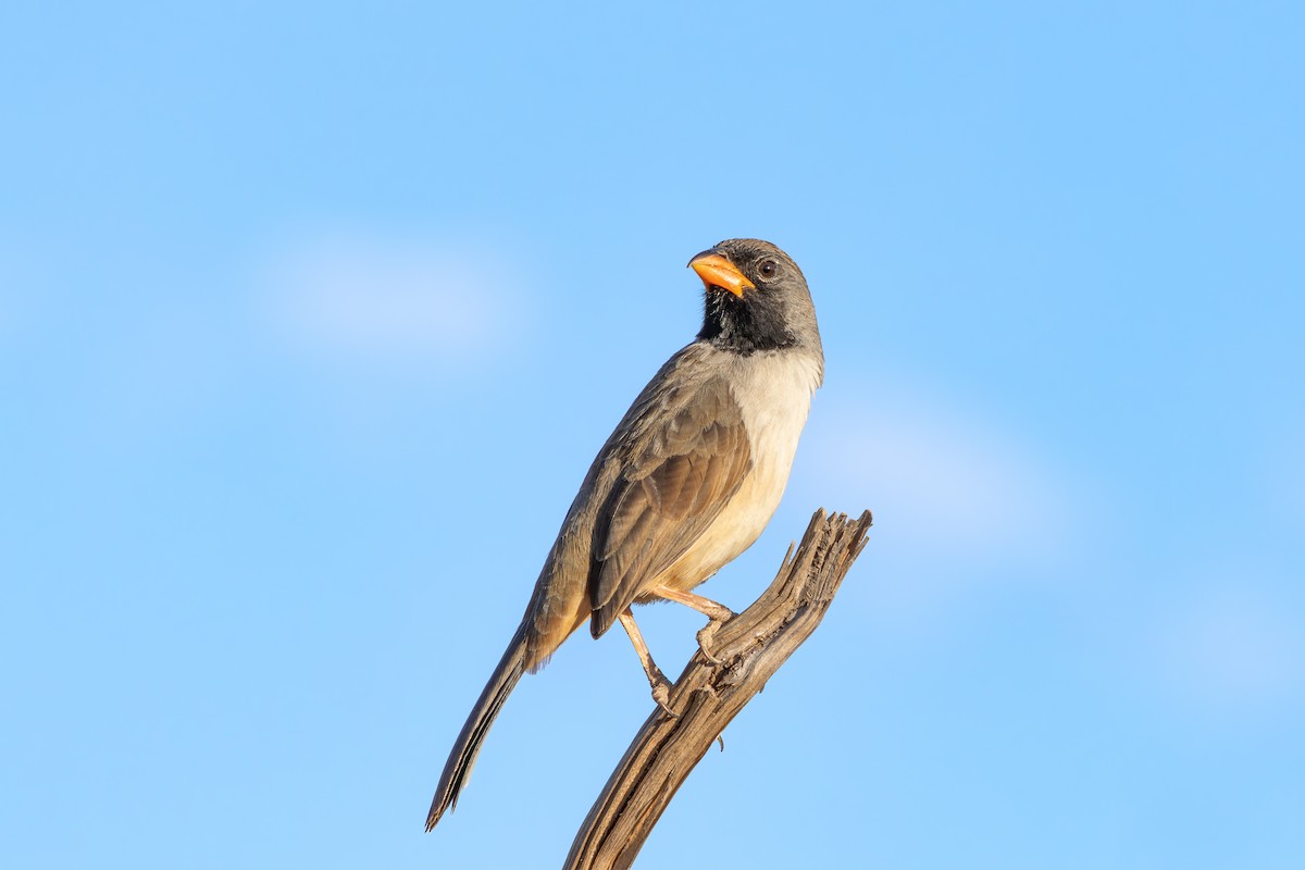 Black-throated Saltator - ML643074864