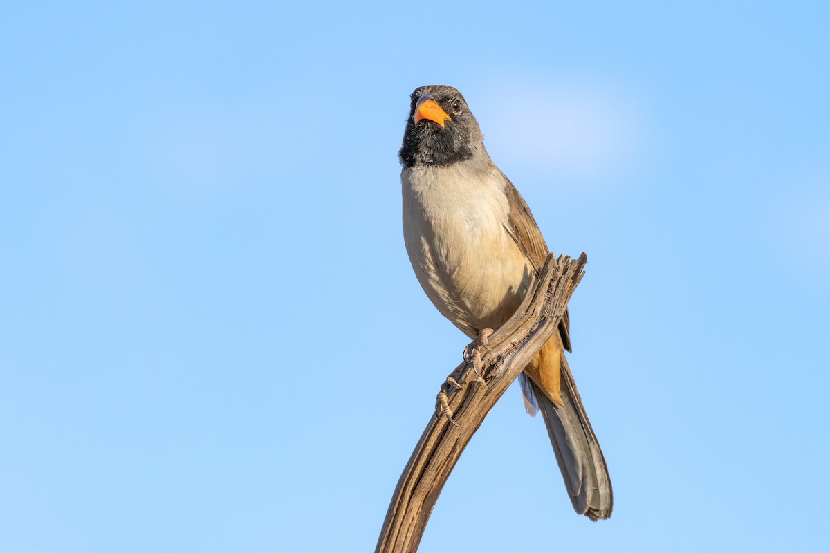 Black-throated Saltator - ML643074866