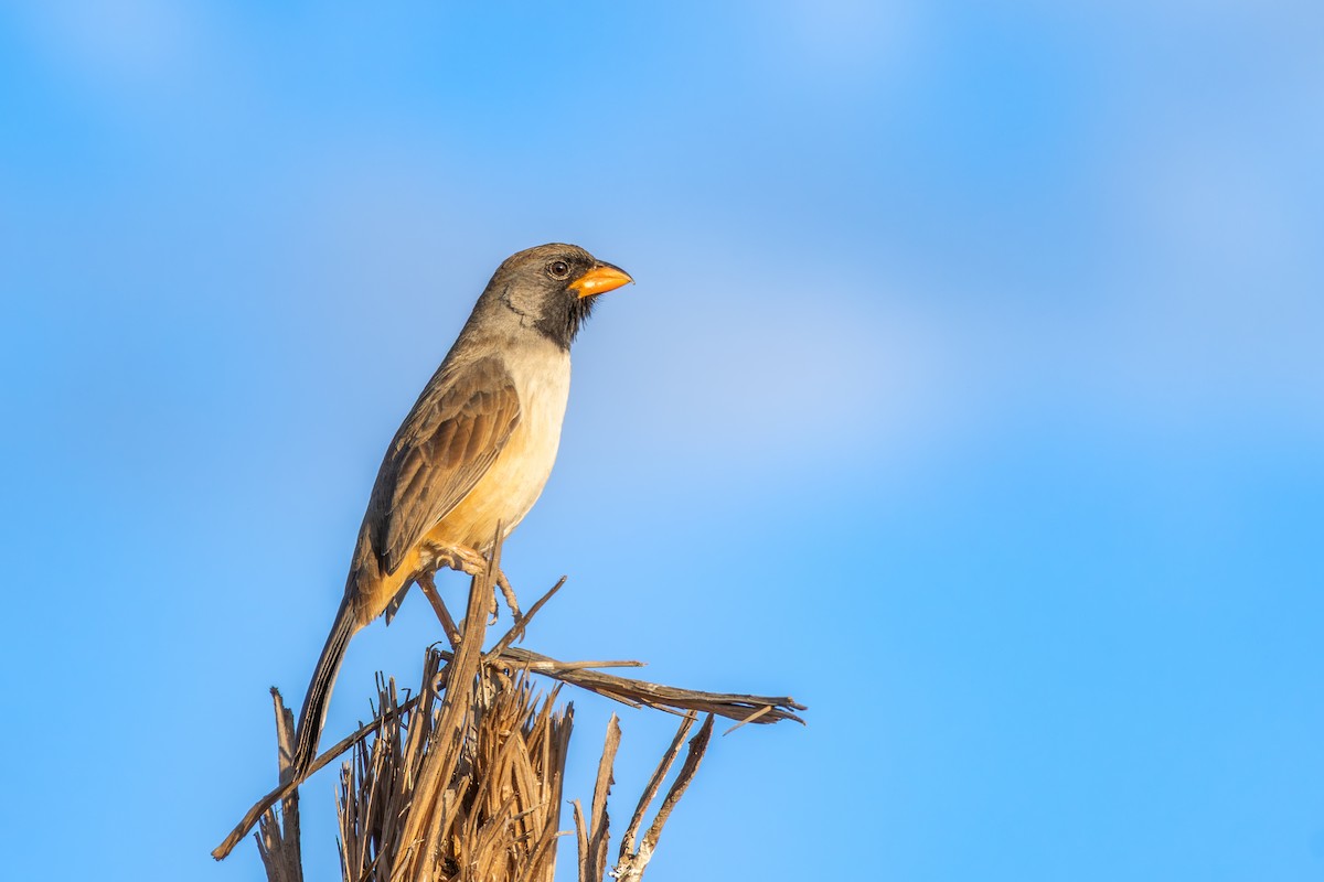 Black-throated Saltator - ML643074867