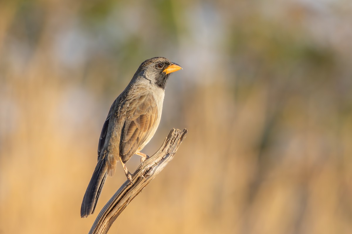 Black-throated Saltator - ML643074869